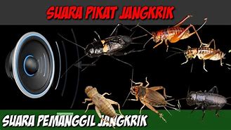 Suara Jangkrik Keras Mp3